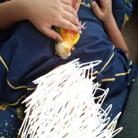 گمشدهگرینجیک