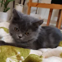 گربه اسکاتیش بلو|گربه|بجنورد, |دیوار