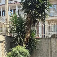 درخت یوکا مرتفع