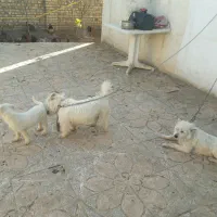 سگ تریر نر و ماده و توله