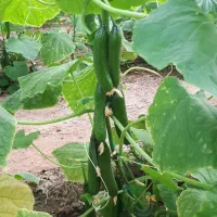 فروش گلخانه|فروش دفتر صنعتی، کشاورزی، تجاری|اشکذر, |دیوار