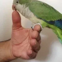 راهب رام و بازیگوش