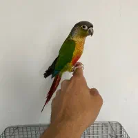 گیرینچیک نر ۴ ماهه