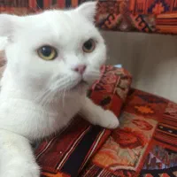 تعدادی گربه سالم سلامت|گربه|تهران, حکیمیه|دیوار