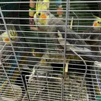 عروس هلندی نر و ماده|پرنده|لنگرود, |دیوار