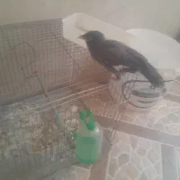 مرغ مینا سهره قناری فنج کوتوله