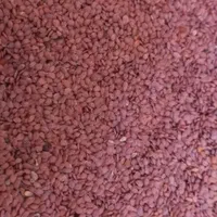 قدومه شیرازی