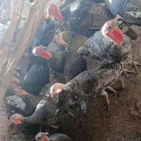 بوقلمون محلی