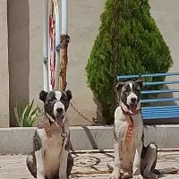 سگ گمشده|حیوانات|مشهد, کوی المهدی|دیوار