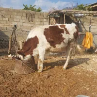 گاو ونوکل سرحال