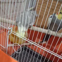 عروس هلندی|پرنده|نسیم‌شهر, |دیوار