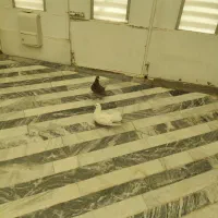 کبوتر گرفتنی