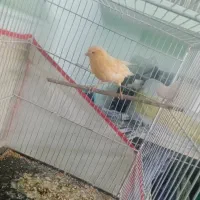 قناری ماده|پرنده|سبزوار, فیاض|دیوار