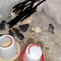 جوجه مرغ محلی ۲ روزه