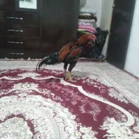 جوجه خروس و مرغ لاری|حیوانات مزرعه|کرمانشاه, |دیوار