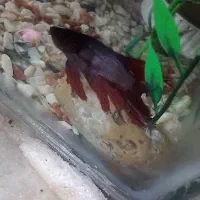 فایتر ماهی نر|ماهی|چابهار, |دیوار