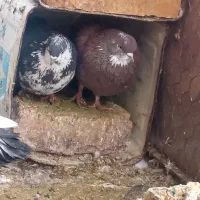 کبوتر فروشی|پرنده|کوهپایه, |دیوار