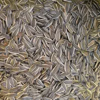 توم کانادایی