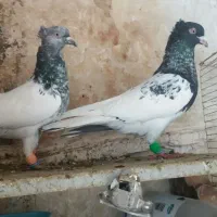 کفتر پرشی سینه هفت رنگ سیاه کله زاغ دم سفید کرواتی