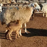 یک راس میش بره دار درجه یک