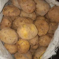 فروش سیب زمینی اگریا وجیلی درجه یک|عمدهفروشی|چاراویماق, |دیوار