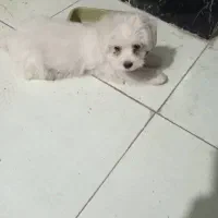 سگ پاکوتاه باهوش میکس پامر و شیتزو|سگ|علی‌آباد کتول, |دیوار