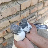 کفترپاکستانی