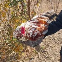 خروس گلین فروشی|حیوانات مزرعه|خوانسار, |دیوار