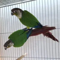 جفت گرینچیک مولد با جوجه|پرنده|میناب, |دیوار