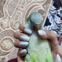 فروش ویژه راهب