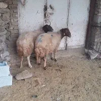 میش