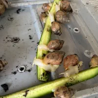 حلزون آچاتینا