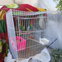 عروس هلندی و مرغ عشق|پرنده|مشهد, کوی سیدی|دیوار