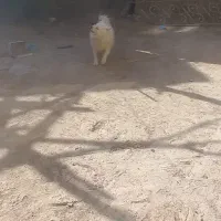 فروش سگ خانگی ب دلیل نداشتن مکان|سگ|نجف‌آباد, یزدانشهر|دیوار