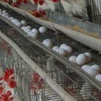 استخدام سرپرست مرغداری تخمگذار