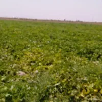 زمین