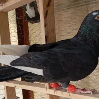 کفتر کبوتر|پرنده|بومهن, |دیوار