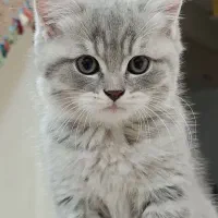 مجموعه‌ای خاص از کوچولوهای لوکس و کلکسیونی