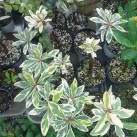 گل مرجان ابلق|گل و گیاه طبیعی|رشت, پیرسرا|دیوار