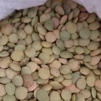 عدس مختار
