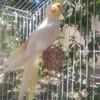 عروس هلندی نر