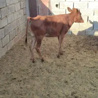 گوساله دورگه برای داشتی