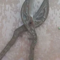 قیچی قدیمی