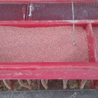 گندم بوجاری بذر