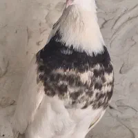 طوقی درجه یک|پرنده|کاشان, خرمدشت|دیوار