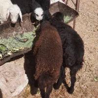بره
