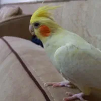 عروس هلندی ماده