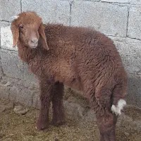 بره نر  گوسفند شادگان