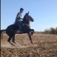 اسب مادیان  کرد|اسب و تجهیزات اسب‌سواری|کمیجان, |دیوار