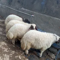 کاور نر سنجابی